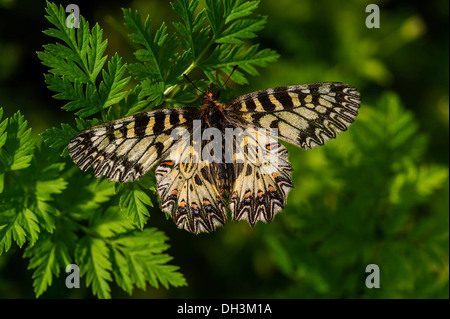 Southern Festoon (Zerynthia polyxena), Burgenland, Austria Stock Photo