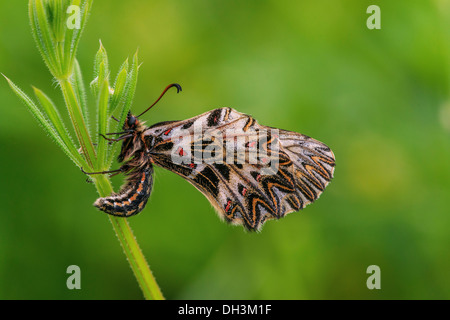 Southern Festoon (Zerynthia polyxena), Austria Stock Photo