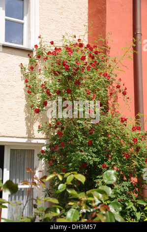 Red Rose Stock Photo