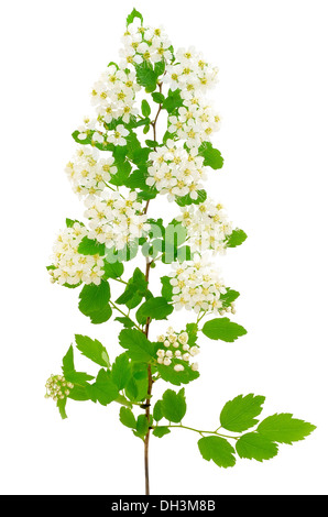 The branch of bird-cherry tree (Prunus padus) on a white background Stock Photo