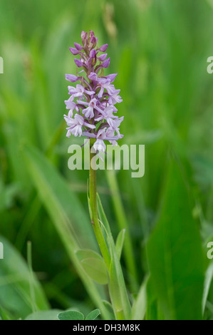 Fragrant Orchid (Gymnadenia conopsea), flowering, High Tauern National Park, Austria Stock Photo