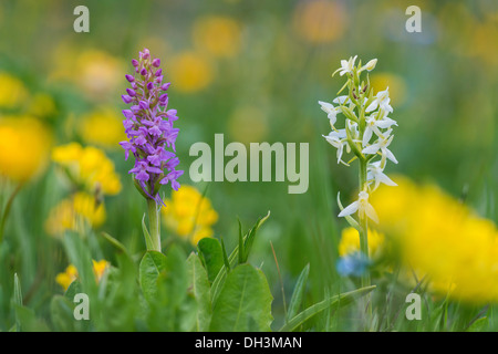 Fragrant Orchid (Gymnadenia conopsea) and Lesser Butterfly Orchid (Platanthera bifolia), flowering, High Tauern National Park Stock Photo