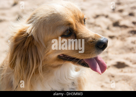A Docker dog, a cross between a Dachshund and a Cocker Spaniel Stock Photo