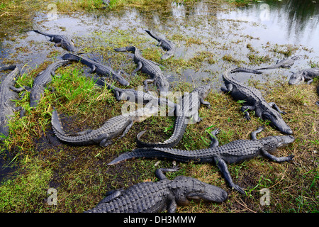 Alligators Everglades National Park Homestead Florida US Stock Photo