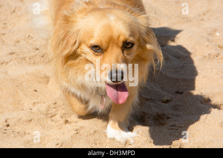 A Docker dog, a cross between a Dachshund and a Cocker Spaniel Stock Photo
