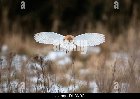 Barn Owl, (tyto alba), hovering over snowy pasture Stock Photo