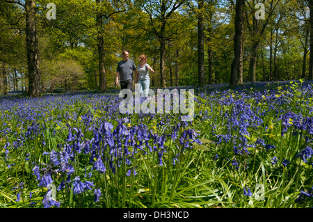 Middle aged couple walking through bluebell woods. Stock Photo