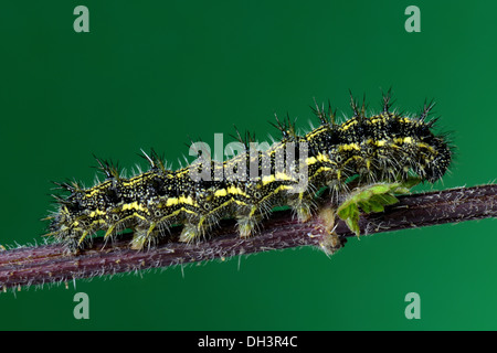 Small tortoiseshell butterfly caterpillar,Aglais urticae,on a stinging nettle stem,against a plain green background.Close up Stock Photo