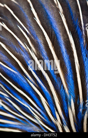 Vulturine Guineafowl (Acryllium vulturinum) Stock Photo