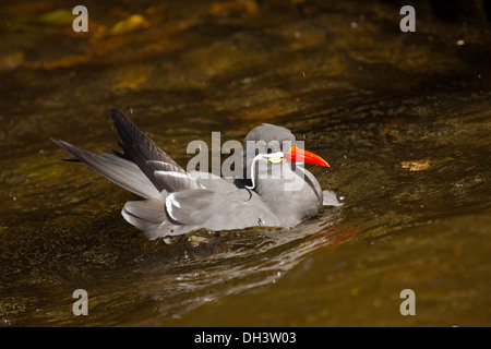 Inca Tern (Larosterna inca) Stock Photo