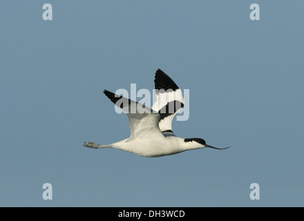 Avocet Recurvirostra avosetta Stock Photo