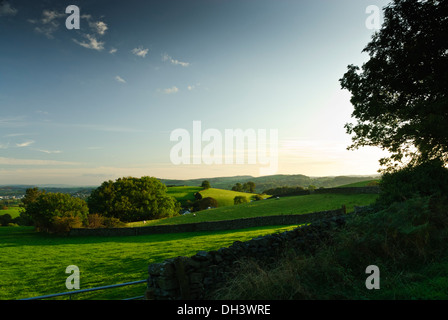 Late raking sunlight striking typically gently rolling hills dotted with sheep and trees with large blue sky in Cumbria. Stock Photo