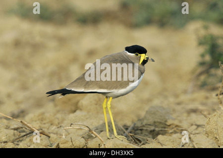 Yellow-wattled Lapwing - Vanellus malabaricus Stock Photo