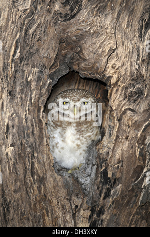 Spotted Owlet - Athene brama Stock Photo