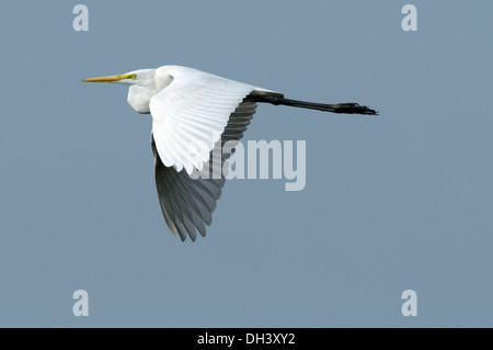 Great White Egret - Ardea alba Stock Photo