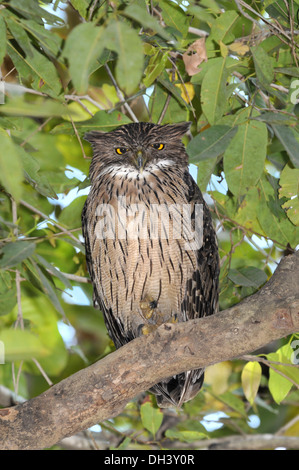 Brown Fish Owl (Ketupa zeylonensis) perched on a tree branch ...
