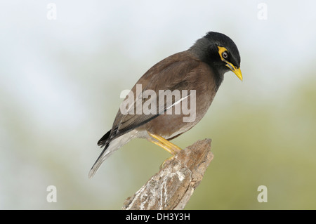 Common Myna - Acridotheres tristis Stock Photo