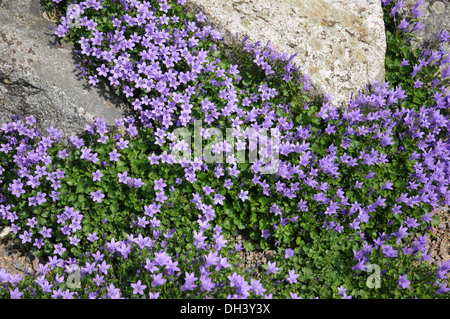 Dalmatian Bellflower Stock Photo