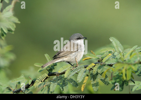 Lesser Whitethroat Sylvia curruca Stock Photo