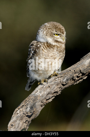 Spotted Owlet - Athene brama Stock Photo
