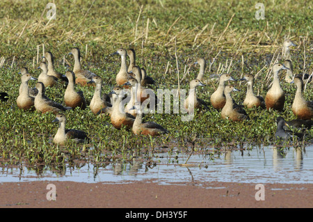 Lesser Whistling Duck - Dendrocygna javanica Stock Photo