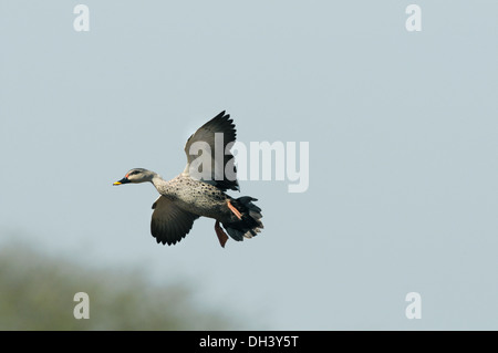 Spot-billed Duck - Anas poecilorhyncha Stock Photo