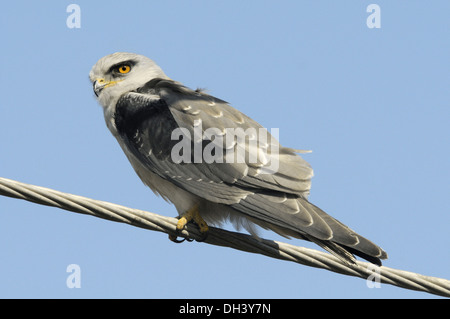Black-shouldered Kite - Elanus caeruleus Stock Photo