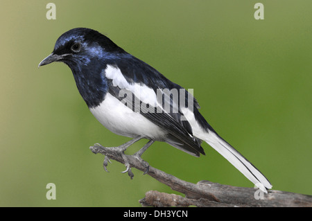 Oriental Magpie-robin - Copsychus saularis Stock Photo