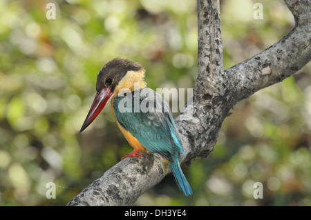 Stork-billed Kingfisher - Pelargopsis capensis Stock Photo
