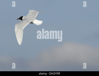 Mediterranean Gull - Larus melanocephalus Stock Photo