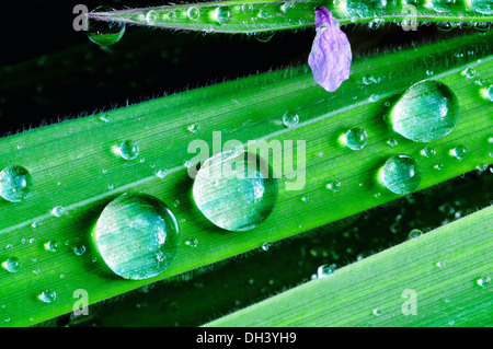 Beads on the blade of grass Stock Photo