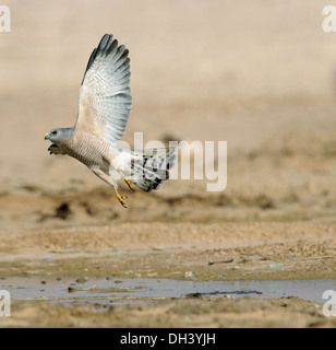 Levant Sparrowhawk - Accipiter brevpes Stock Photo