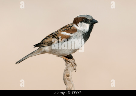 House Sparrow Passer domesticus Stock Photo