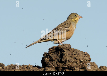 Ortolan Bunting Emberiza hortulana Stock Photo