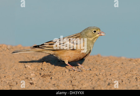 Ortolan Bunting Emberiza hortulana Stock Photo