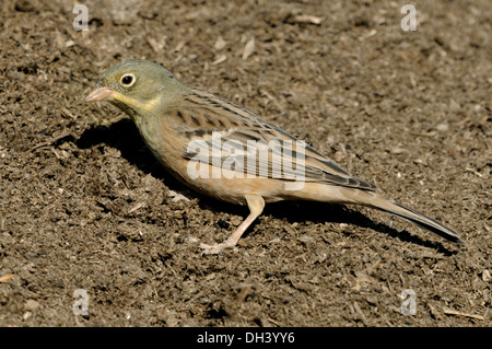 Ortolan Bunting Emberiza hortulana Stock Photo