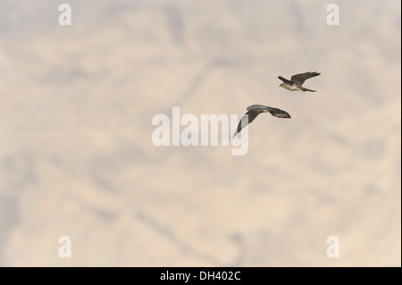 Levant Sparrowhawk - Accipiter brevipes Stock Photo
