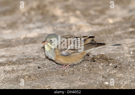 Ortolan Bunting Emberiza hortulana Stock Photo