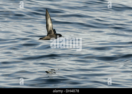 Sooty Shearwater Puffinus griseus Stock Photo