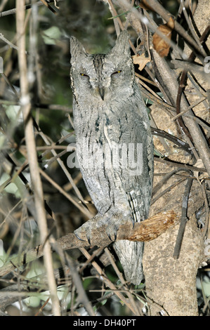 Pallid Scops Owl - Otus brucei Stock Photo
