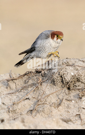 Red-headed Falcon - Falco chicquera Stock Photo