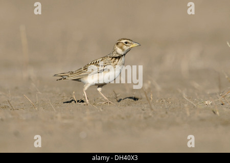 Bimaculated Lark - Melanocorypha bimaculata Stock Photo