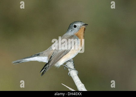 Red-breasted Flycatcher Ficedula parva Stock Photo