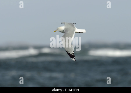 Common Gull Larus canus Stock Photo