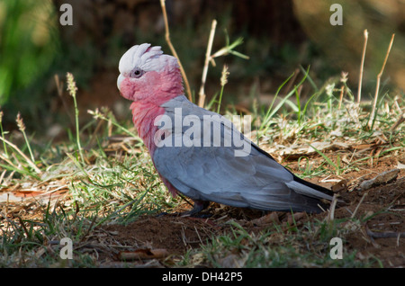 Galah, an attractive pink and grey Australian cockatoo, in the wild wandering among grass in the outback - Northern Territory Stock Photo