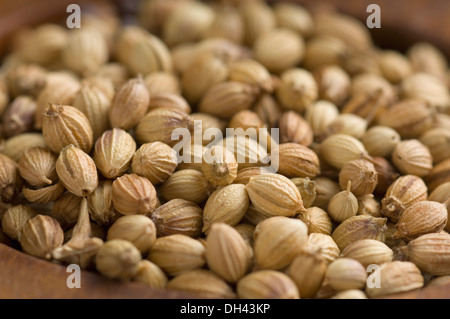 Close-up of coriander seeds in a spice container Stock Photo