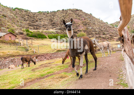 Peruvian Llama. Farm of llama,alpaca,Vicuna in Peru,South America. Andean animal.Llama is South American camelid Stock Photo