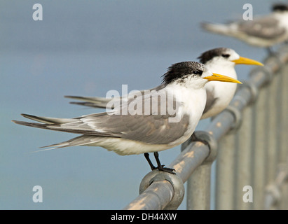 Pair of crested terns, Sterna bergii on jetty railing with background of blue ocean at Haslam near Streaky Bay, Eyre Peninsula SA Stock Photo