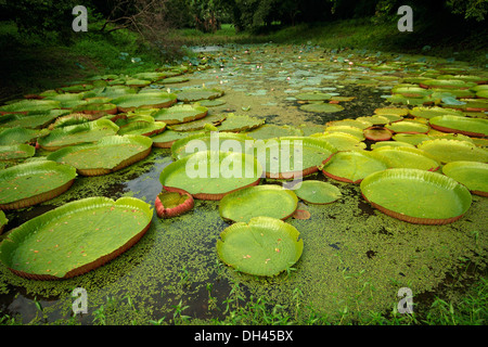 Giant Water Lily pads in Botanical Garden , Acharya Jagadish Chandra Bose Indian Botanic Garden , Kolkata , West Bengal ,  India , Asia Stock Photo