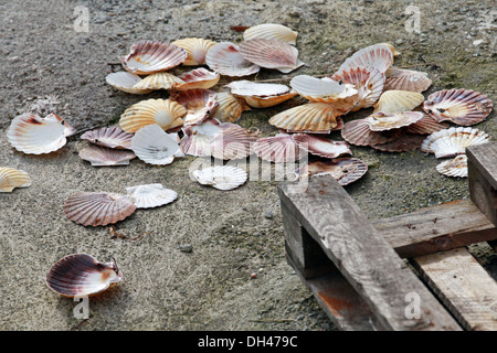 Empty big shells lay on the concrete pier Stock Photo